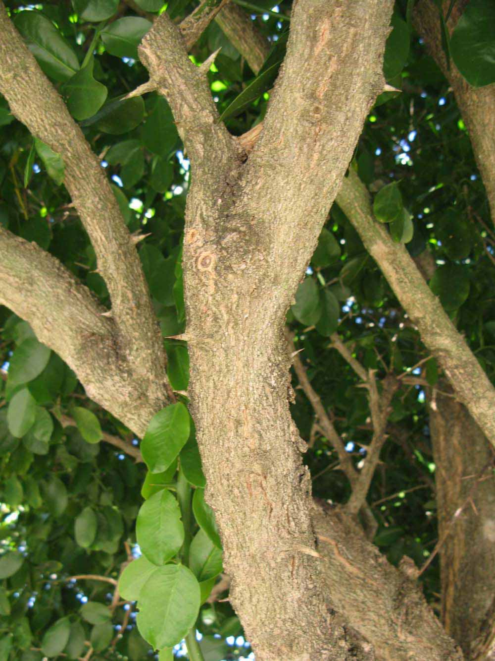            Bark (Winter Haven, FL)   